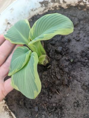 Прикрепленное изображение: Resizer_16965983760877.jpeg